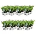 Produktbild: Plants by Frank | 48 Stechpalme | Heckenpflanzen Winterhart | 48 x Ø7 cm - 15 cm Ilex Crenata Jenny | Heckenpflanzen | Buchs Ersatz | Buchsbaum Ersatz
