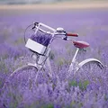 Produktbild: 20 Servietten Fahrrad im Lavenderfeld | Lavendel | Blumen | Sommer | Tischdeko | Decoupage | Serviettentechnik 33x33cm