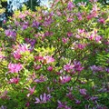 Produktbild: GreenboutiQ - Sträucher - Magnolia Susan - Blumen Dunkelrosa - 1 Pflanze - laubabwerfend - wenig Pflege - Topf 17cm Höhe 45cm