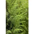 Produktbild: Juniperus Communis Wacholder 40–60 cm