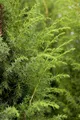 Produktbild: Pflanzen für Dich Konifere Juniperus communis, 1 St., Gemeiner Wacholder, Heidewacholder, Kranewitt, Machandelbaum, immergrün, nadelartig
