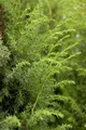 Produktbild: Juniperus communis, Wacholder, 40–60 cm