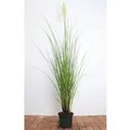 Produktbild: Cortaderia Selloana Citaro Pampasgras Silbrig 3-5 Liter Container