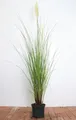 Produktbild: Cortaderia selloana 'Citaro' ca. 60–80 cm – Winterhart, Mehrjährig, Pflegeleicht – Pampasgras – Ziergras für Beet & Kübel