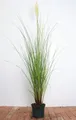 Produktbild: Pflanzen für Dich Gräser Cortaderia selloana Citaro, 1 St., Pampasgras, silbrig, kompaktwüchsig