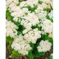 Produktbild: Sedum Spectabile Iceberg Fetthenne Ca. 9x9 cm Topf