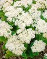 Produktbild: Sedum spectabile 'Iceberg' 9x9 cm Topf – Winterhart, Mehrjährig, Pflegeleicht – Fetthenne – Staude für Beet & Steingarten