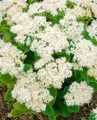 Produktbild: Pflanzen für Dich Staude Sedum spectabile Iceberg, 1 St., Prächtige Fetthenne, Fetthenne