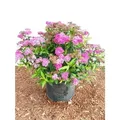 Produktbild: Pflanzen-für-dich.de - Spiraea Japonica 'anthony Waterer' C 3 30- 40