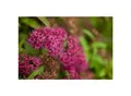 Produktbild: Spiraea japonica 'Anthony Waterer', Rote Sommerspiere, 30–40 cm