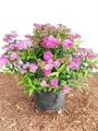 Produktbild: Spiraea japonica 'Anthony Waterer', Rote Sommerspiere, 30–40 cm
