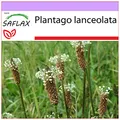 Produktbild: SAFLAX - Heilpflanzen - Spitzwegerich - 100 Samen - Plantago lanceolata