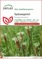 Produktbild: SAFLAX  - Spitzwegerich - Plantago - 100 Samen
