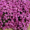 Produktbild: Blaukissen Cascade Purpur - Aubrieta cultorum