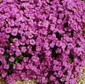 Produktbild: Blaukissen Cascade Purpur - Aubrieta cultorum