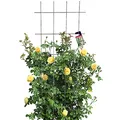Produktbild: KADAX Rankgitter, Gitterspalier für Garten, Pflanzen, Balkon, Terrasse, Metall Spalier, Rankhilfe, Klettergitter aus Stahl, Kletterhilfe, Rosenspalier, Pflanzengitter (60 x 150 cm)