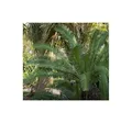 Produktbild: Stk - 5x Dioon edule Mexikanischer Palmfarn Garten Pflanzen - Samen B1288 - Seeds & Plants Shop by Ipsa