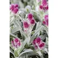 Produktbild: Antennaria Dioica Rubra Katzenpfötchen Ca. 9x9 cm Topf