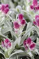 Produktbild: Antennaria dioica 'Rubra' 9x9 cm Topf – Winterhart, Immergrün, Pflegeleicht – Katzenpfötchen – Bodendecker für Steingarten & Trockenbeet