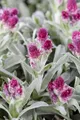 Produktbild: Pflanzen für Dich Staude Antennaria dioica Rubra, 1 St., Katzenpfötchen, Gewöhnliches Katzenpfötchen