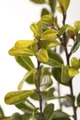 Produktbild: Ilex crenata 'Golden Gem', Japanische Stechpalme, goldgelb, 40–50 cm