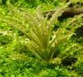 Produktbild: Pogostemon helferi 1-2-Grow!