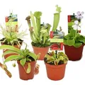 Produktbild: Exotenherz Starter Set Fleischfressende Pflanzen 5 Pflanzen