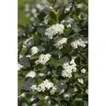 Produktbild: Aronia Prunifolia Viking Apfelbeere Schwarz 15–20 Cm