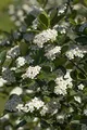 Produktbild: Aronia prunifolia 'Viking' 15–20 cm – Winterhart, Mehrjährig, Pflegeleicht – Apfelbeere – Heckenpflanze für Garten & Sichtschutz