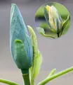 Produktbild: BALDUR Garten Zierstrauch Magnolie 'Blue Opal', 1 St., Blau-Magnolie, winterhart, mehrjährig, pflegeleicht