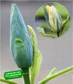 Produktbild: Magnolien 'Blue Opal', 1 Pflanze, Magnolia acuminata, winterhart