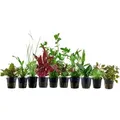 Produktbild: Aquaristikwelt24 - Set für 80 Liter Aquarien mit 10 Pflanzen Aquariumpflanzen Set Nr.137