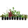 Produktbild: AquaOne Aquarium Pflanzen I 10x Wasserpflanzen I Aquarienpflanzen für Aquarien bis 80 Liter I Ludwigia Alternanthera Hygrophila Bacopa I Set mit 10 Topfpflanzen