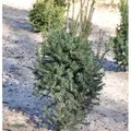 Produktbild: Eibe Typ Enno Hinrichs 25-30cm - Taxus baccata
