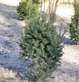 Produktbild: Eibe Typ Enno Hinrichs 25-30cm - Taxus baccata