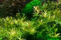 Produktbild: Rotala rotundifolia 'H'ra', Tropica 1-2 Grow, in Vitro Wasserpflanze