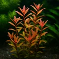 Produktbild: Rotala 'H'ra' In-Vitro 1-2-Grow! – Orange-rote Stängelpflanze für Aquarien | Tro