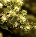 Produktbild: Wilder Hopfen - Humulus lupulus
