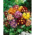 Produktbild: Primula X Pubescens Alpenaurikel Ca. 9x9 cm Topf