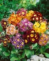 Produktbild: Primula x pubescens 9x9 cm Topf – Winterhart, Mehrjährig, Pflegeleicht – Aurikel – Staude für Steingarten & Beet
