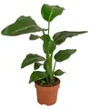 Produktbild: Dehner Kübelpflanzen Baumstrelitzie, Strelitzia nicolai, tropische Pflanze, versch. Größen, imposante, wärmeliebende Grünpflanze mit niedrigem Wasserbedarf