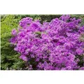 Produktbild: Rhododendron Obt. Purpurtraum Purpurfarben 15–20 cm