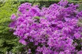 Produktbild: Rhododendron obt. 'Purpurtraum', purpurfarben, 15–20 cm