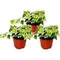 Produktbild: Exotenherz Hedera Helix 3er Set Efeu Weißbuntes Laub 9cm Topf