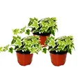 Produktbild: Hedera helix, 3er Set, Efeu, weißbuntes Laub, 9cm Topf