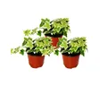 Produktbild: Exotenherz Zimmerpflanze Hedera helix 3er Set weißbuntes Laub 9cm Topf