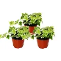 Produktbild: Exotenherz - Hedera helix, 3er Set, Efeu, weißbuntes Laub, 9cm Topf
