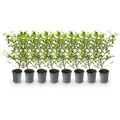 Produktbild: GreenboutiQ - Heckenpflanzen - Ligustrum ovalifolium Aureum - Blätter gelb grün - 8 Pflanzen - 1 laufender Meter - immergrün - Topf 9cm Höhe 35-40cm