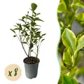 Produktbild: Heckenpflanzen Ligustrum ovalifolium Aureum Blätter gelb grün ⌀9cm ↕35-40cm