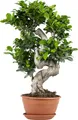 Produktbild: Bloomique – Ficus Ginseng – S-Form – Bonsai – Zimmerpflanze – Luftreinigend – Pflegeleicht – 60–80 cm hoch – Topf 24 cm